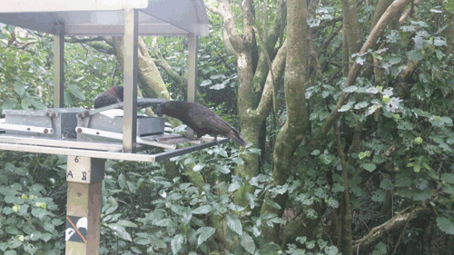 kākā at bird feeder, getting food, then flying away