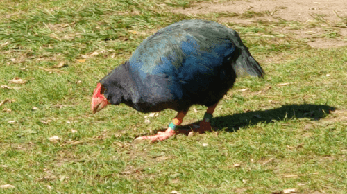 takahē eating grass