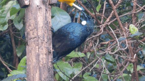 tūī drinking from a sugar water bottle