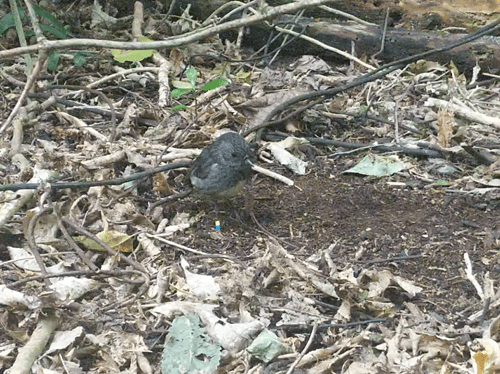 toutouwai eating in the leaf litter