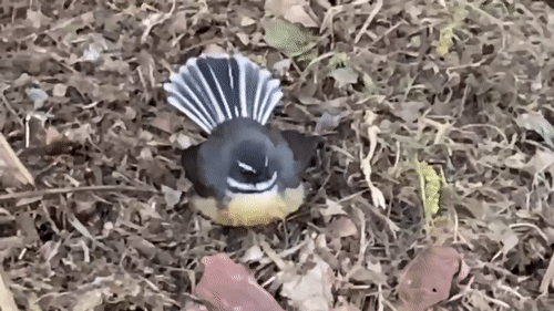 pīwakawaka flitering on ground