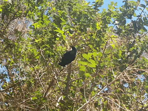 tūī eating in a tree while upside down
