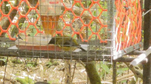 Korimako eating some sugar water in a feeder