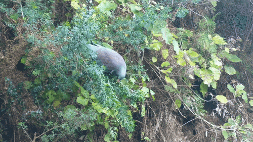 Kererū eating and sitting in a tree