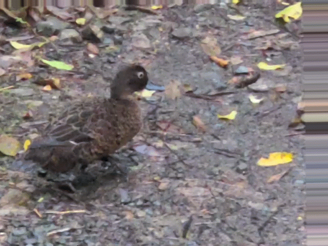pāteke walking