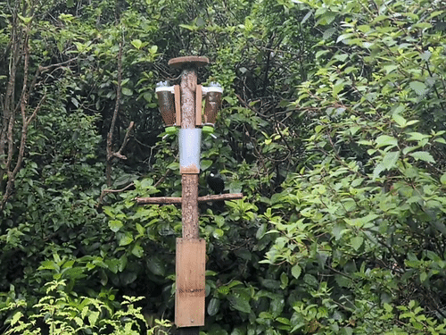 tūī drinking from a sugar water bottle, and using it hovering skills