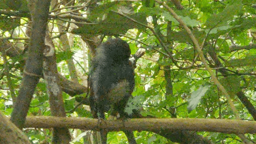 toutouwai cleaning under its wing